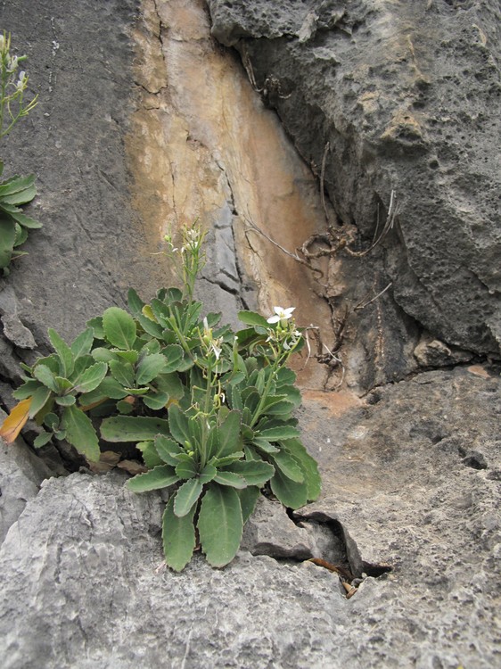 Brassica insularis
